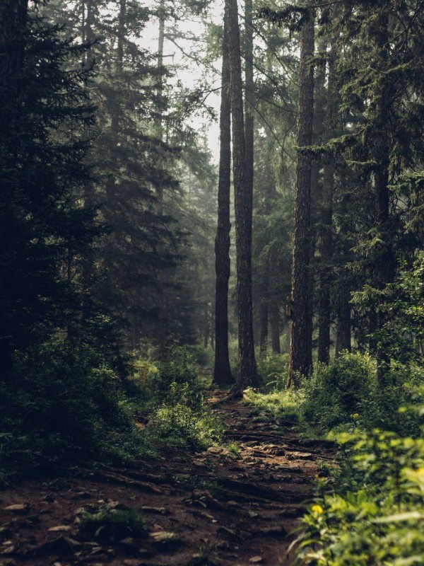 Picturesque path into the forest